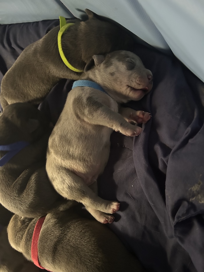 3 Blue puppies and 1 Merle American Bully in Nova Scotia