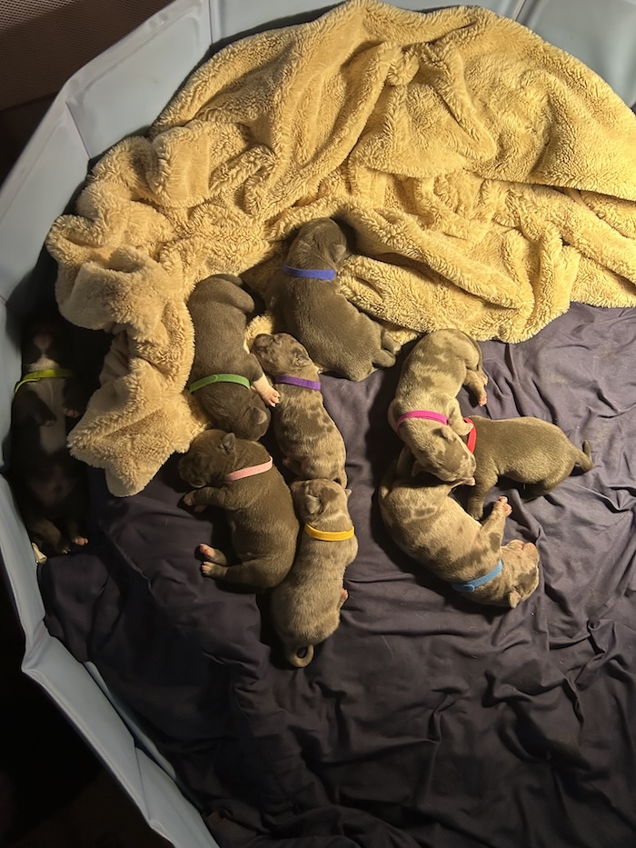 9 American Bully Puppies