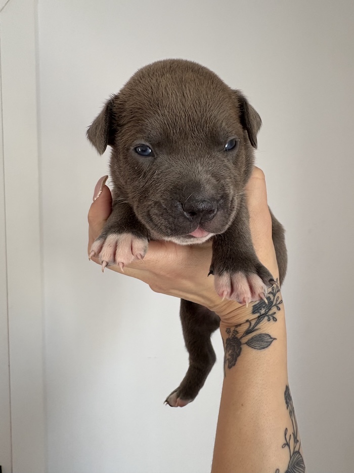 American XL Bully for sale