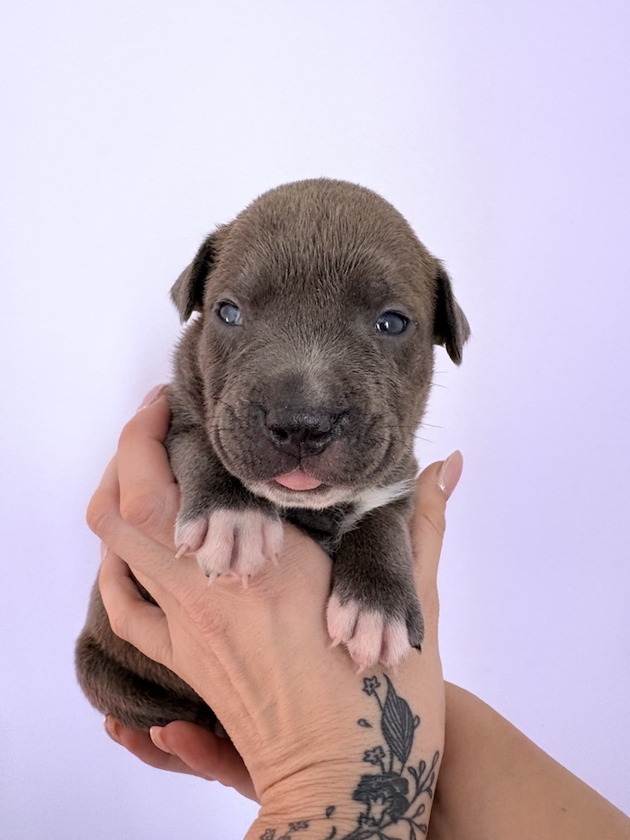 American XL Bully for sale