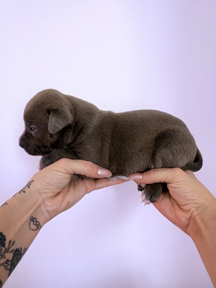 American XL Bully for sale