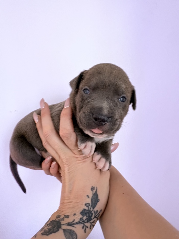 American XL Bully for sale