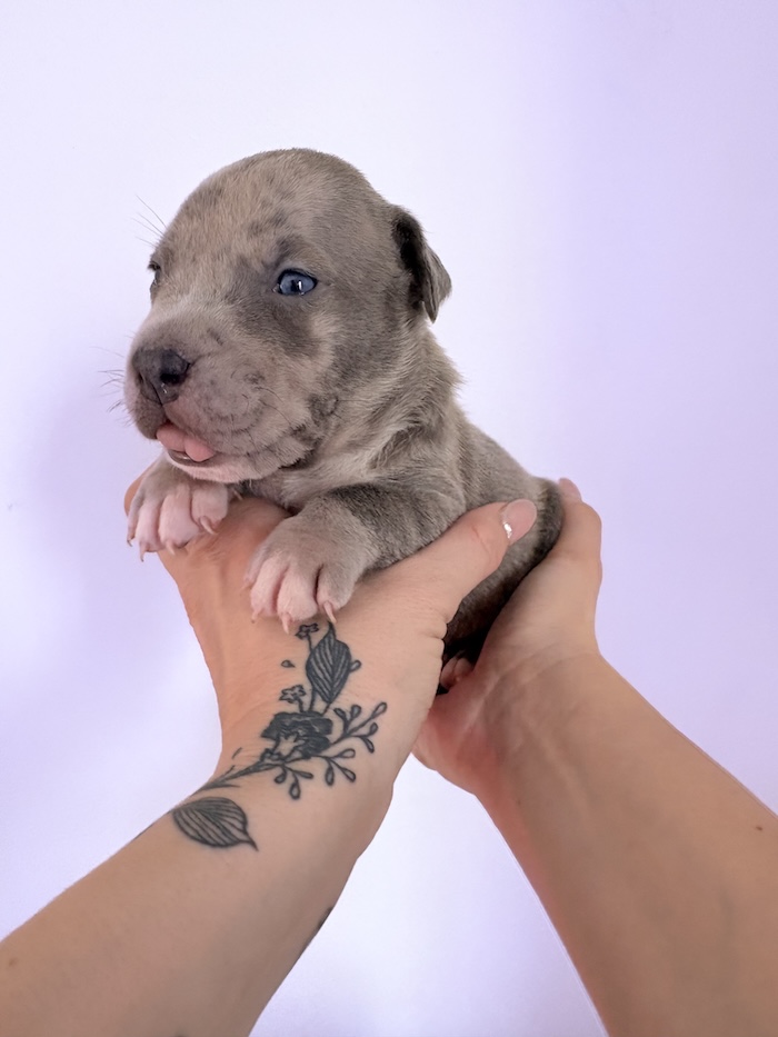 American XL Bully for sale
