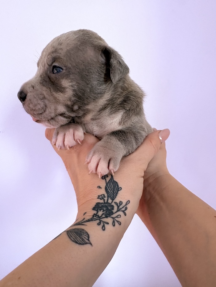 American XL Bully for sale