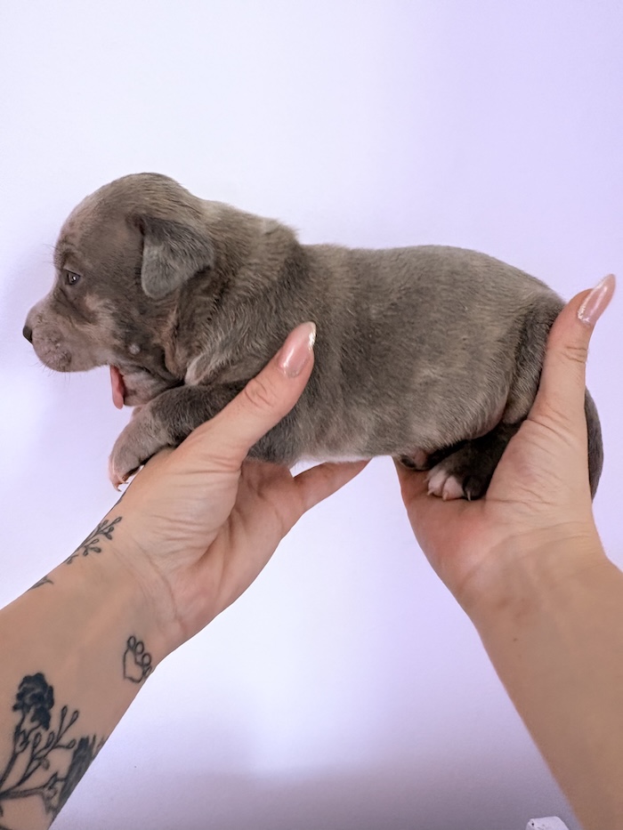 American XL Bully for sale