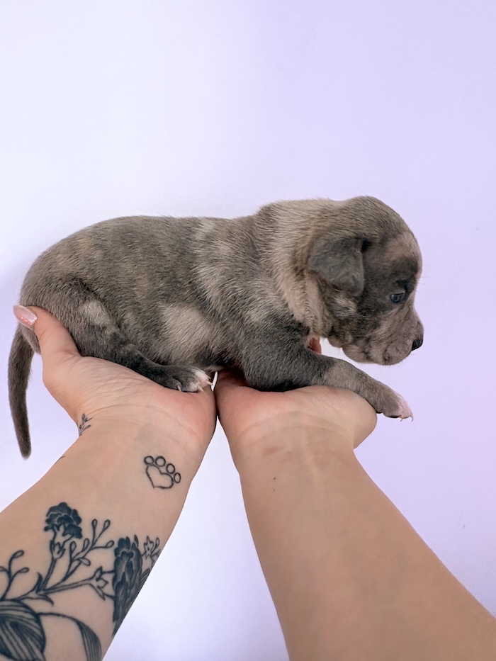 American XL Bully for sale