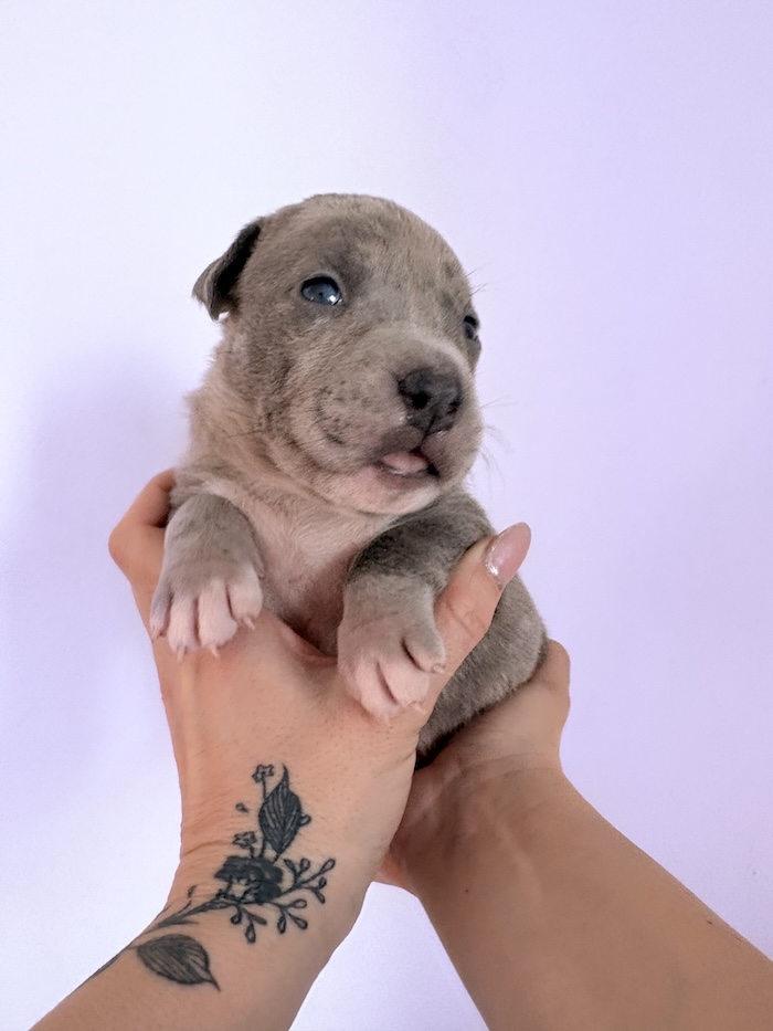 American XL Bully for sale