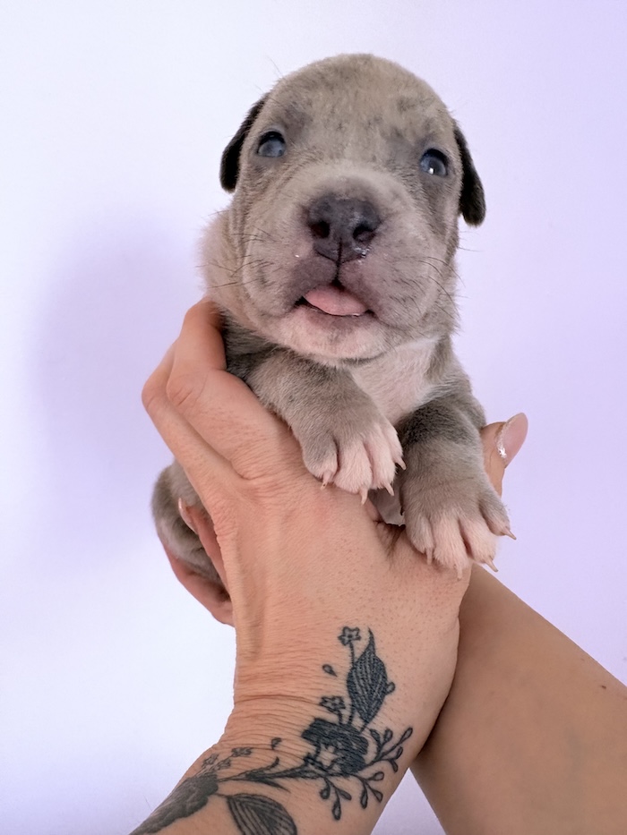 American XL Bully for sale