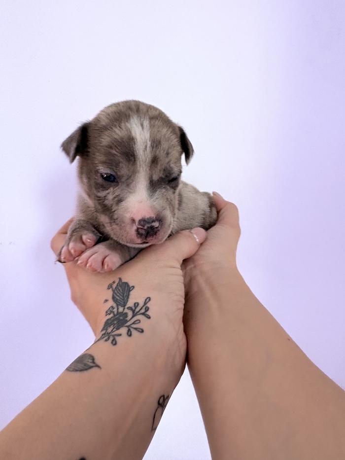 American XL Bully for sale