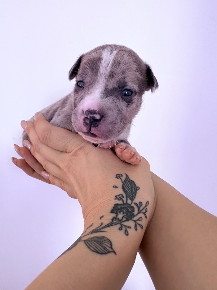 American XL Bully for sale