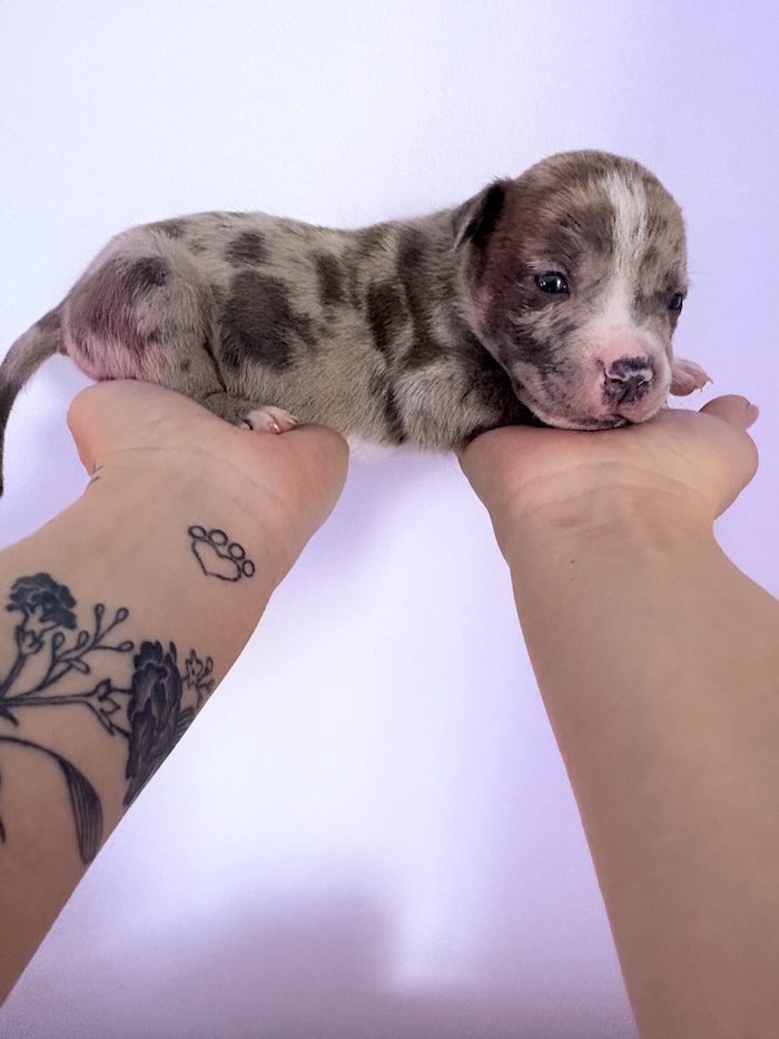 American XL Bully for sale