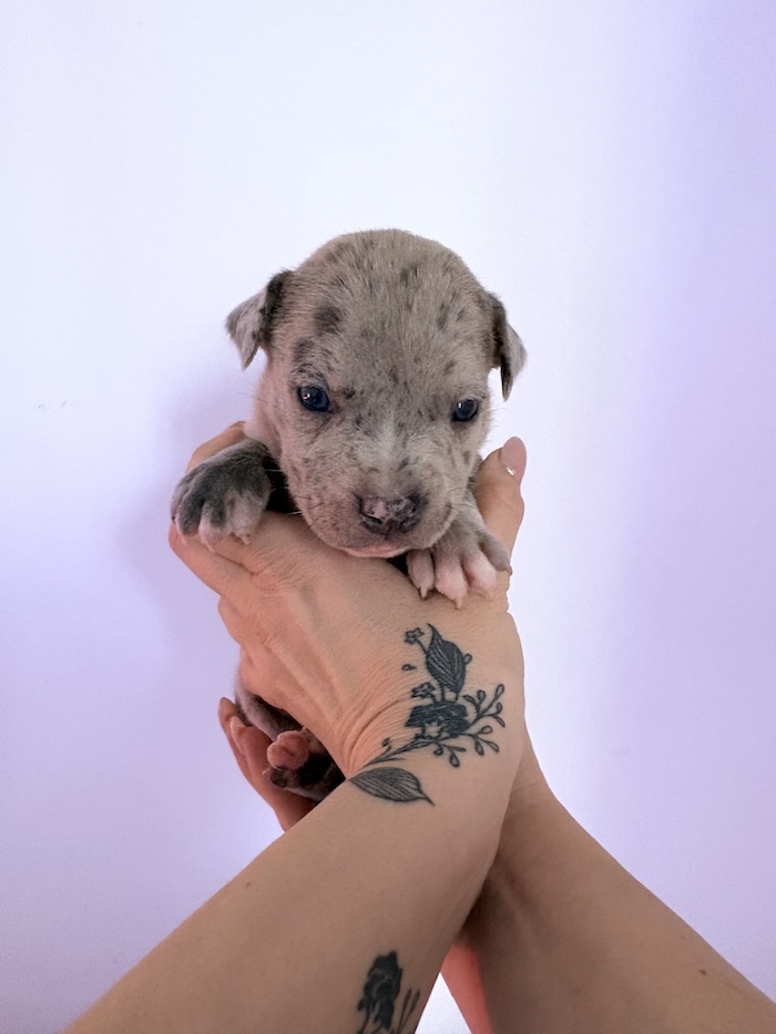 American XL Bully for sale