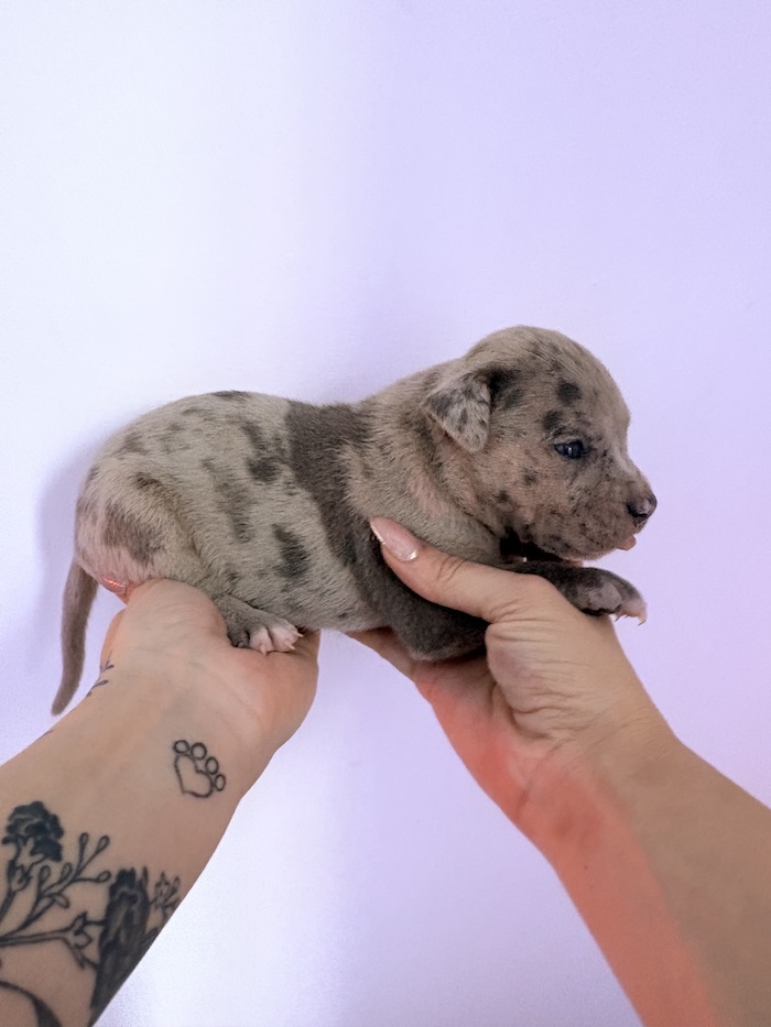 American XL Bully for sale