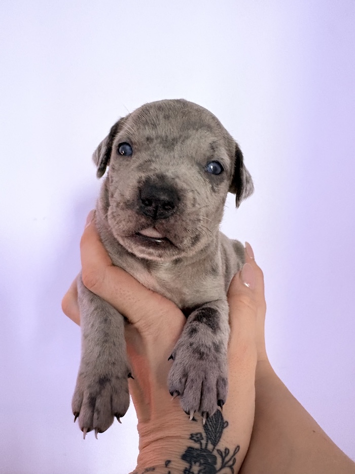 American XL Bully for sale