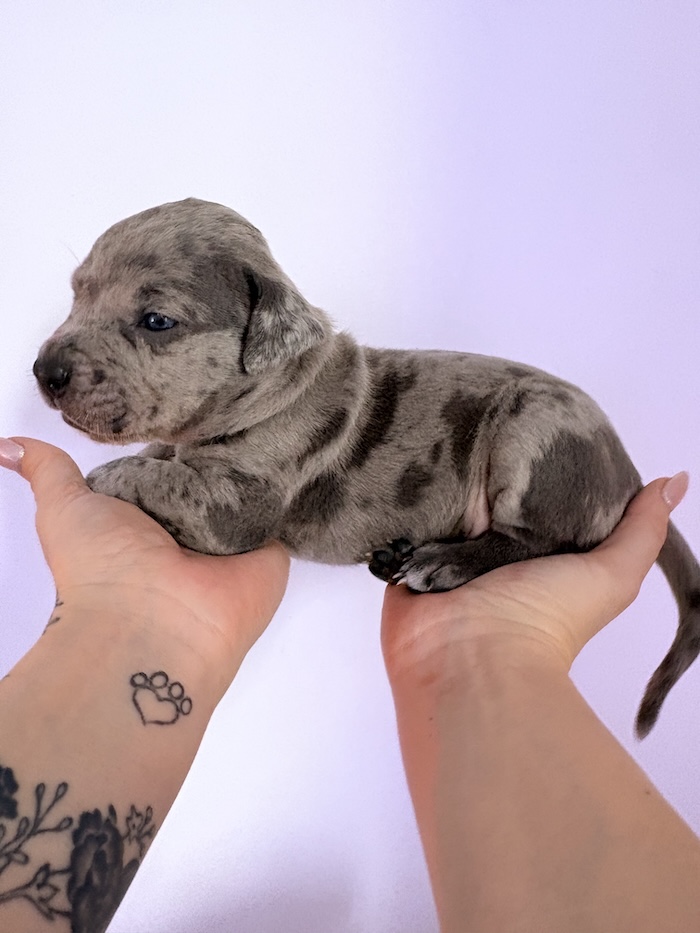 American XL Bully for sale