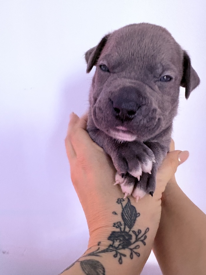American XL Bully for sale