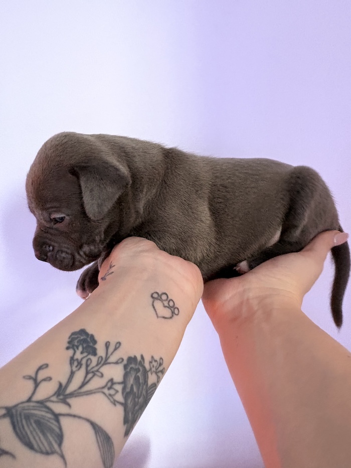 American XL Bully for sale