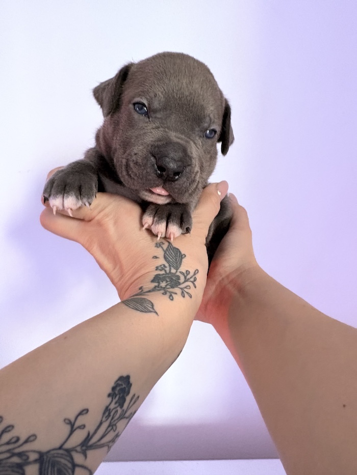 American XL Bully for sale