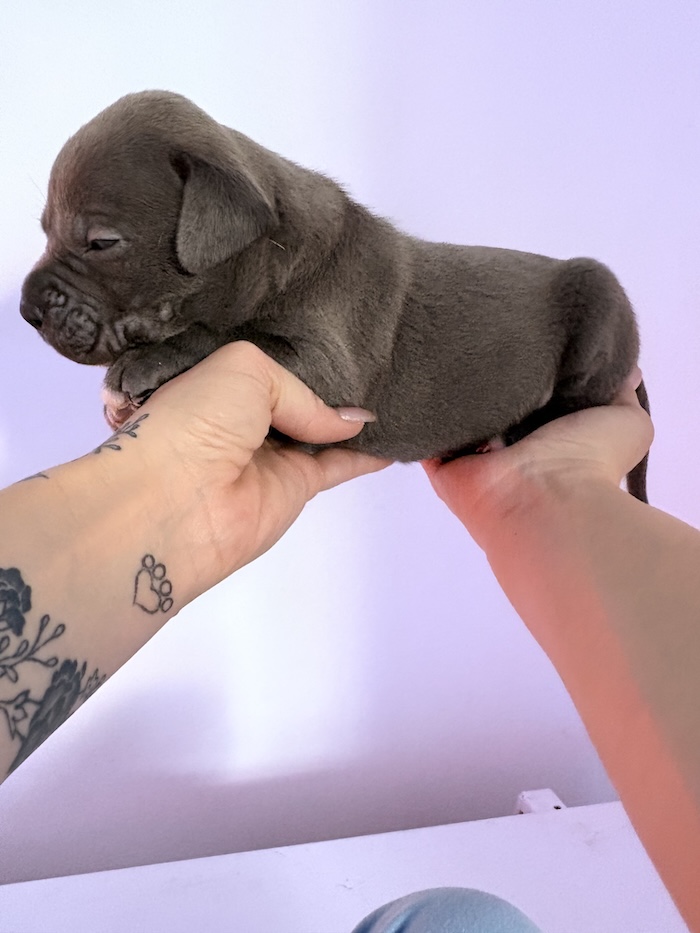 American XL Bully for sale