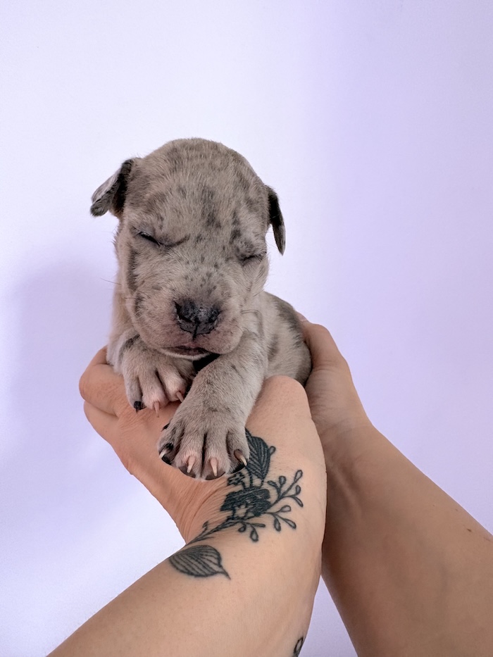 American XL Bully for sale