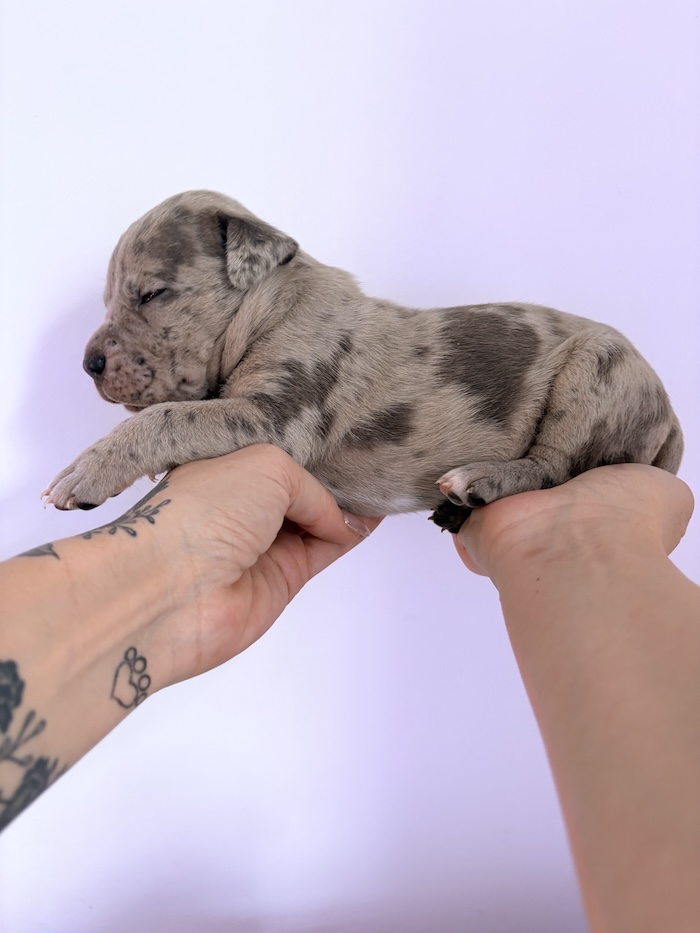 American XL Bully for sale