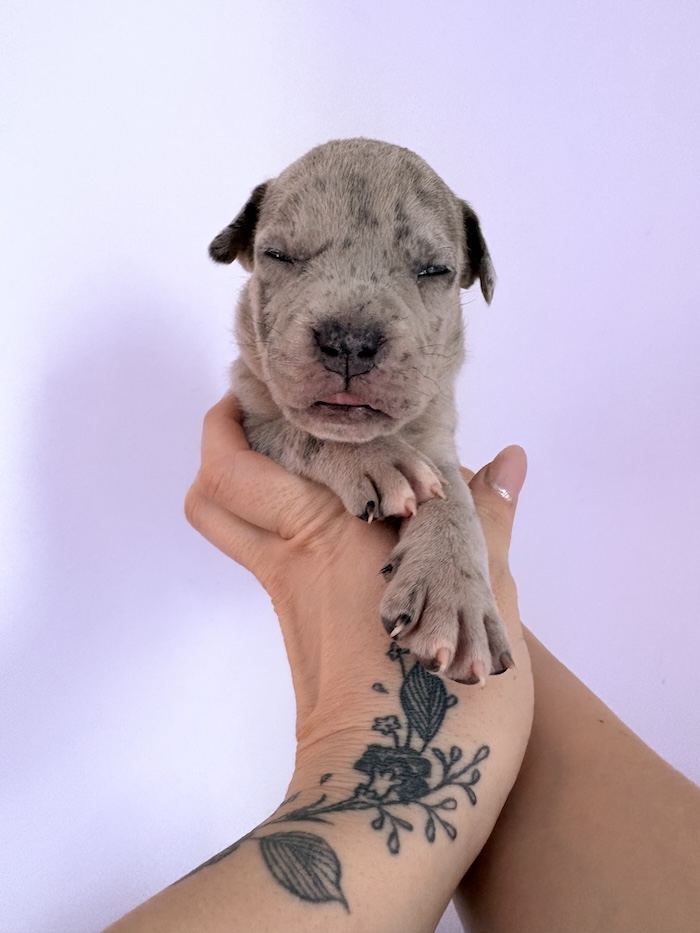 American XL Bully for sale