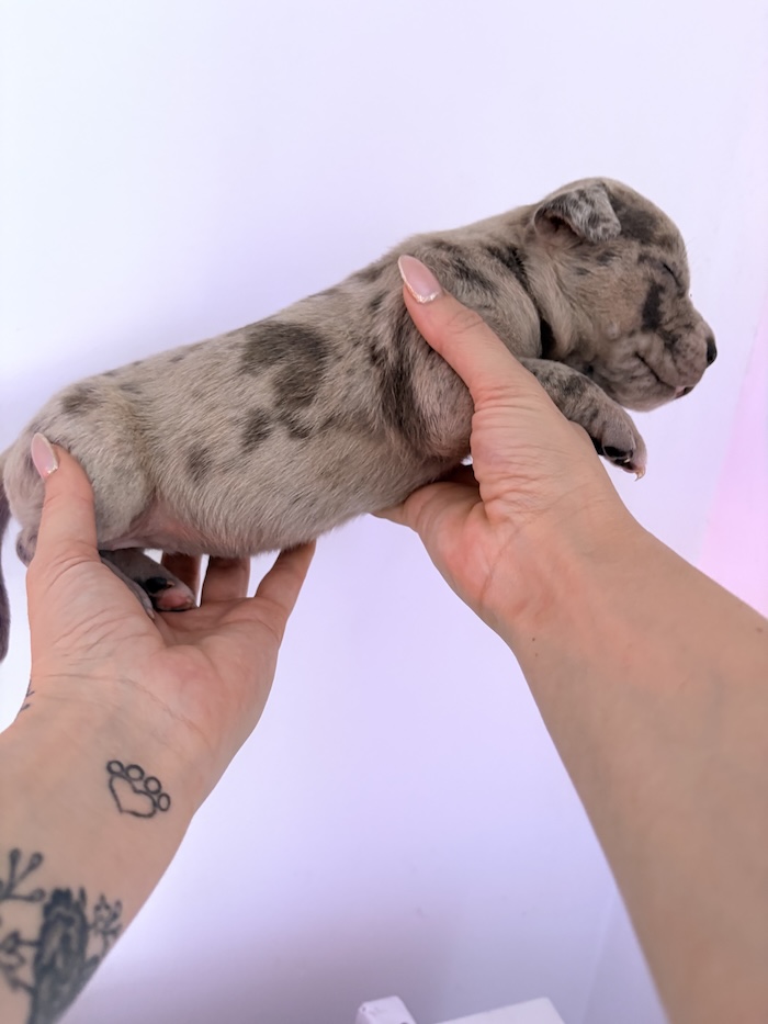 American XL Bully for sale