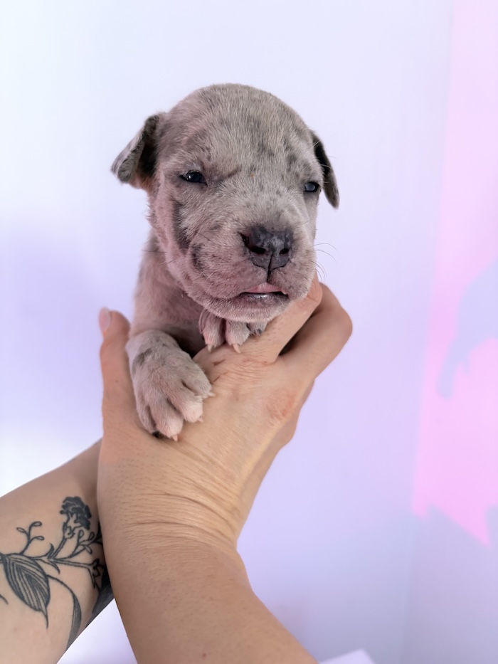 American XL Bully for sale