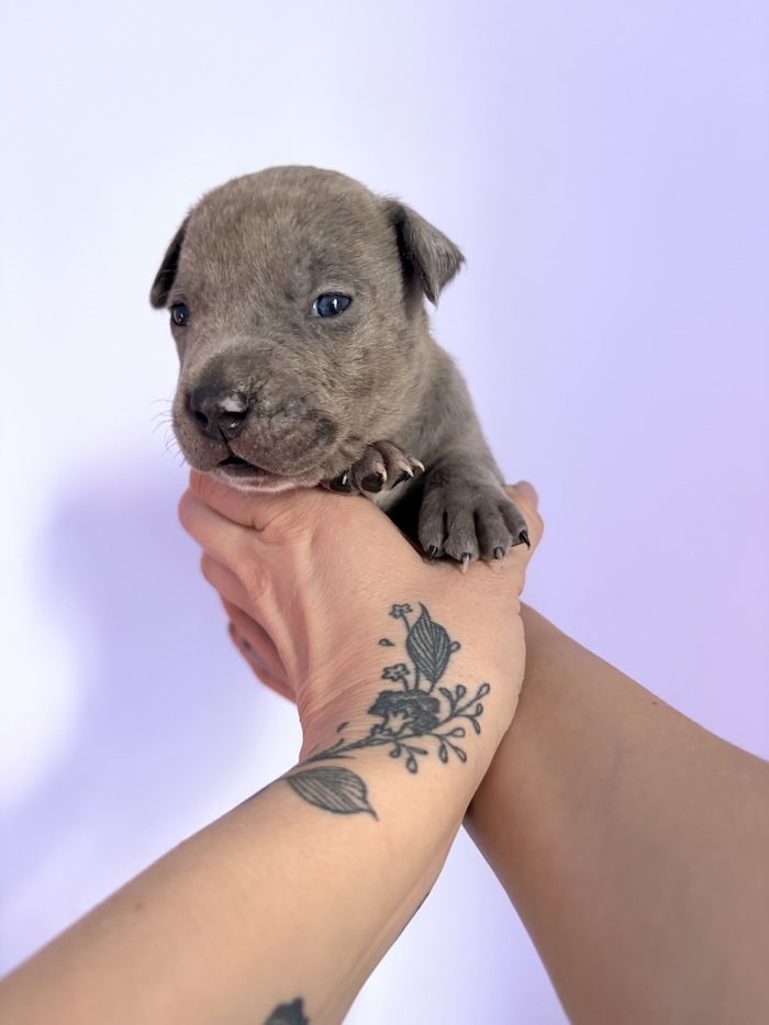 American XL Bully for sale