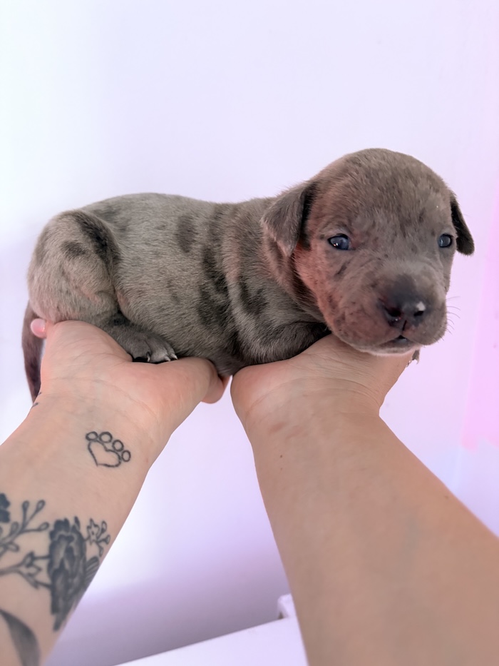 American XL Bully for sale