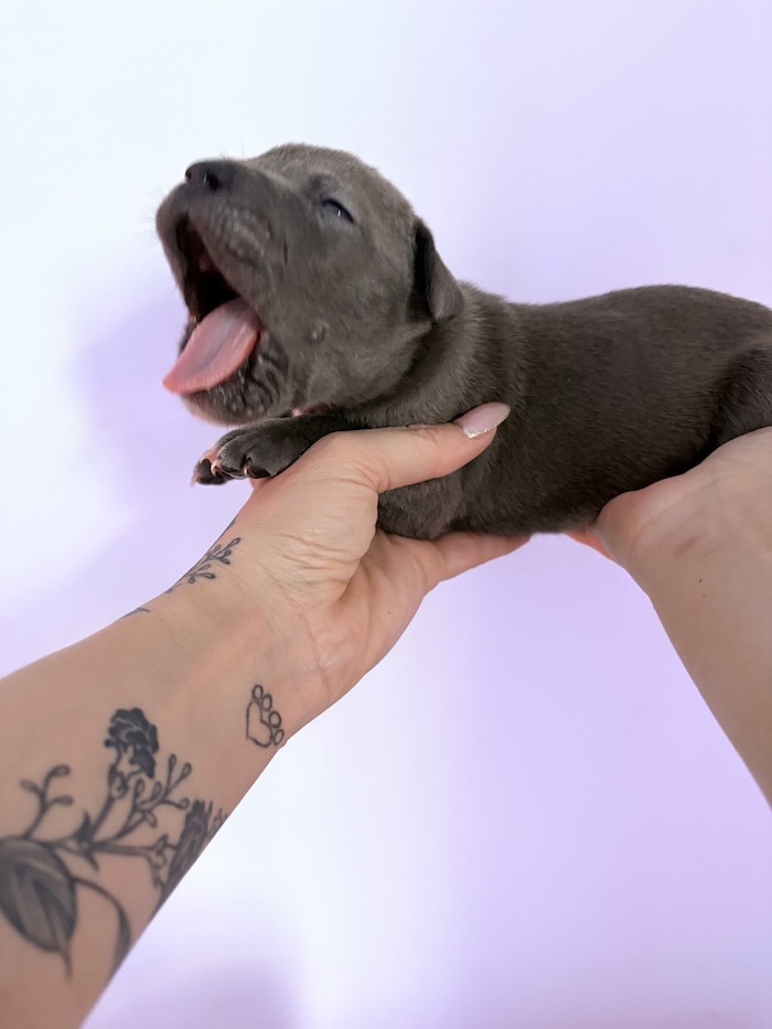 American XL Bully for sale