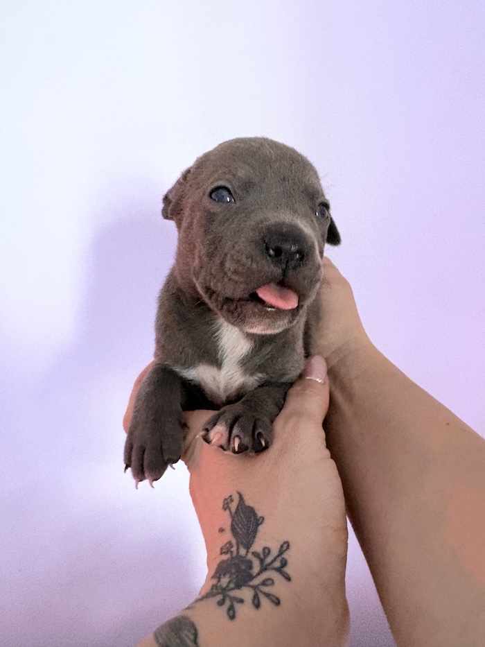 American XL Bully for sale