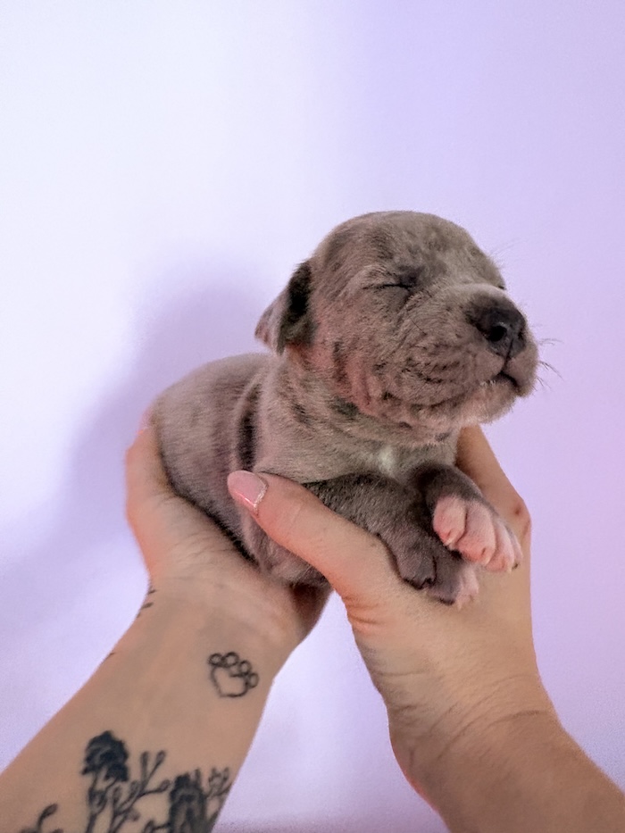 American XL Bully for sale