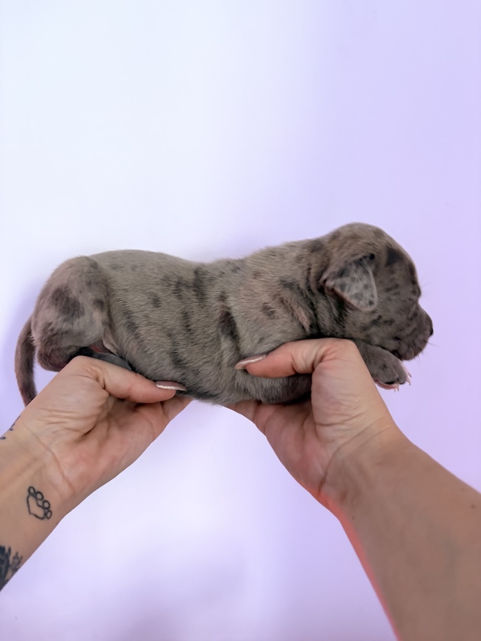 American XL Bully for sale