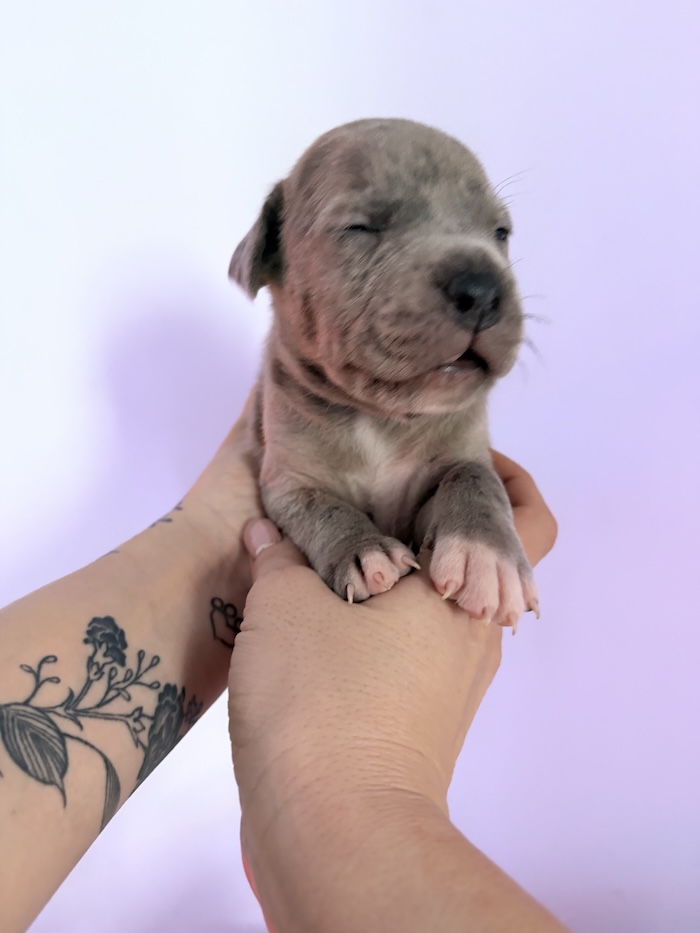 American XL Bully for sale