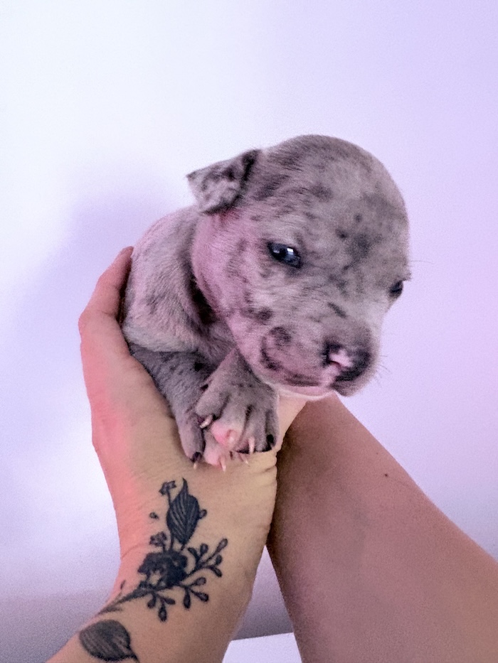 American XL Bully for sale