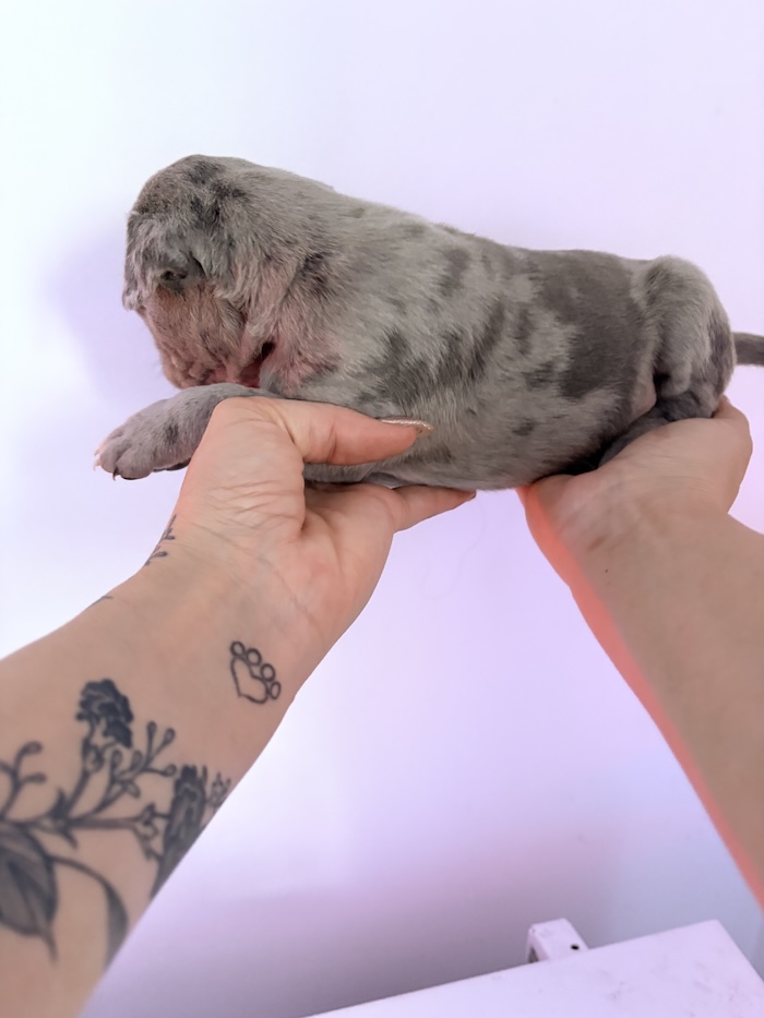 American XL Bully for sale