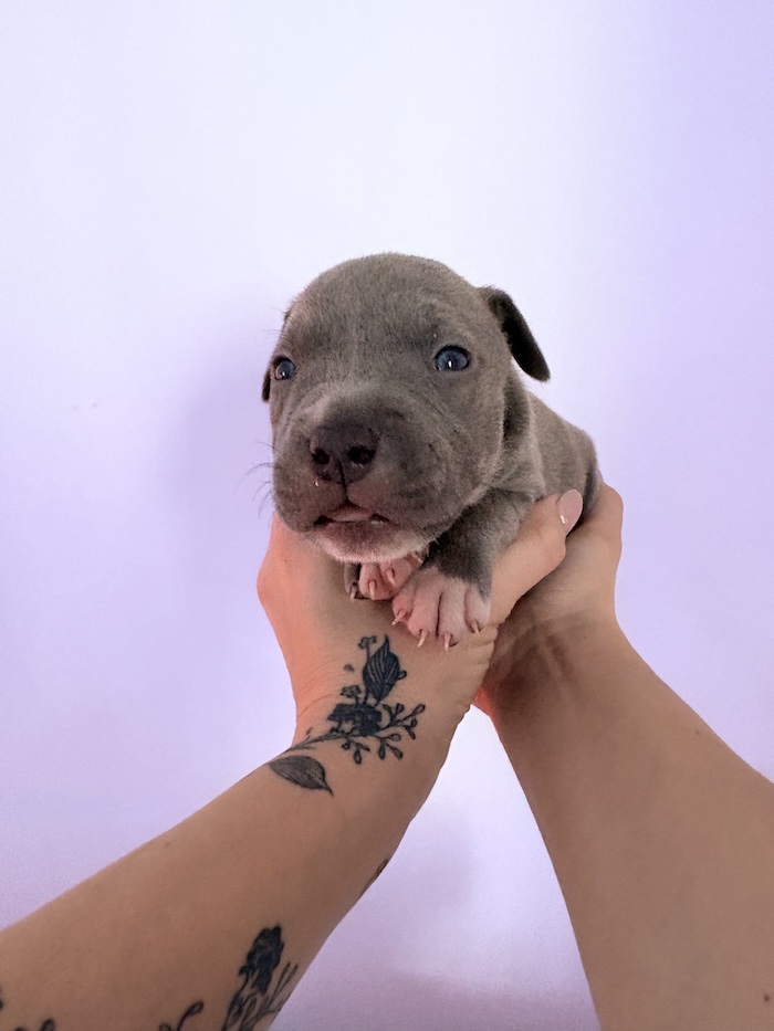 American XL Bully for sale