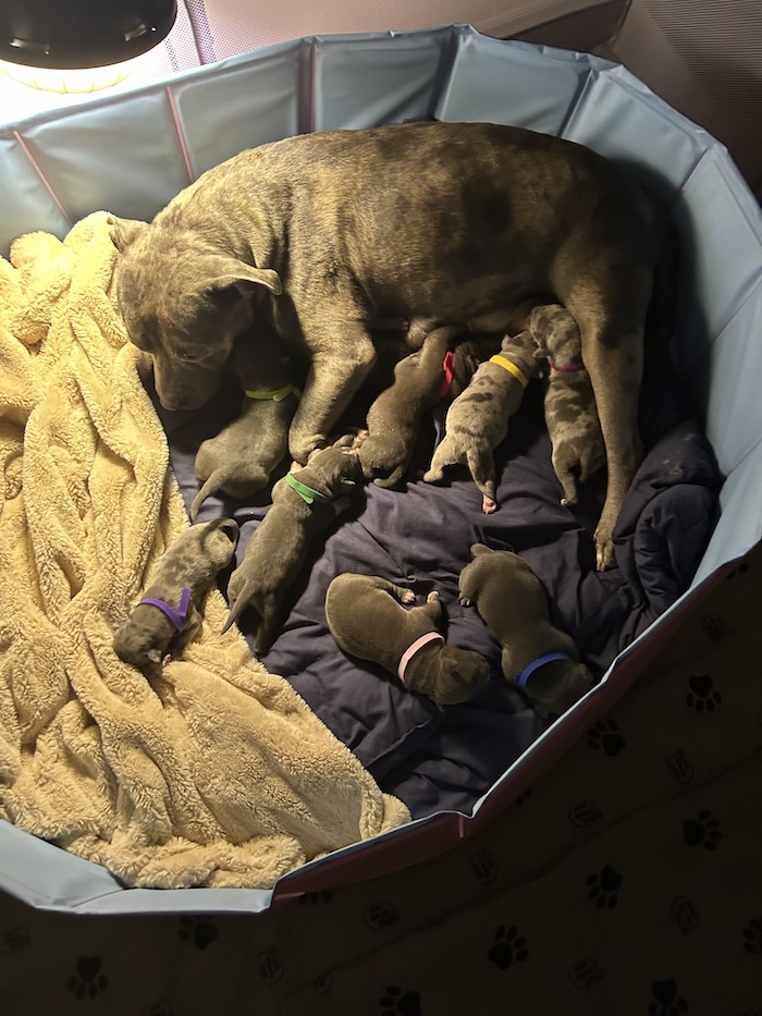 Mama with all her little XL American Bully puppies