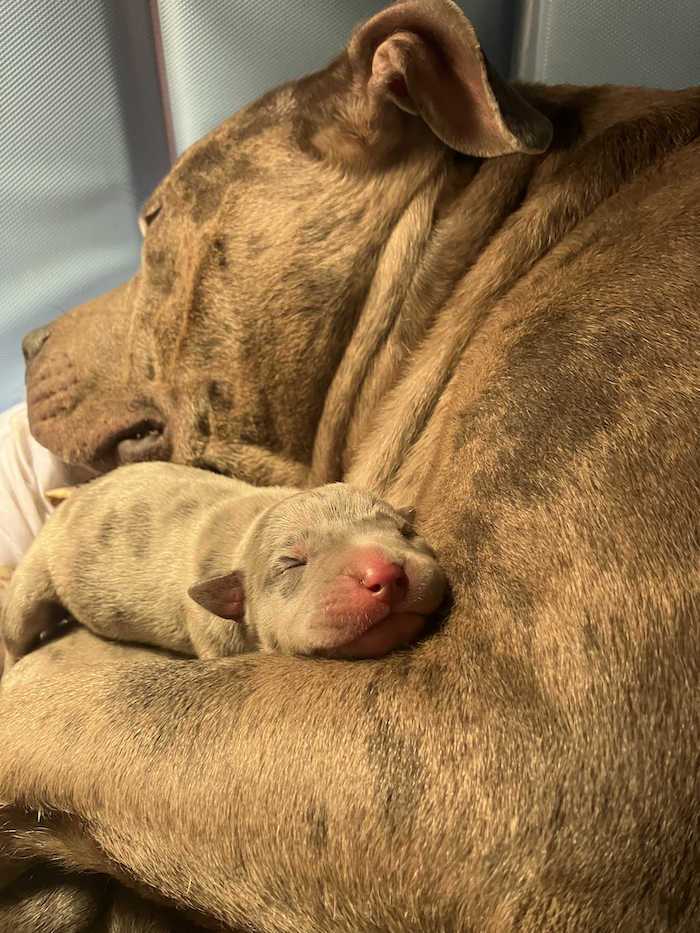 Merle American Bully Kova with puppies
