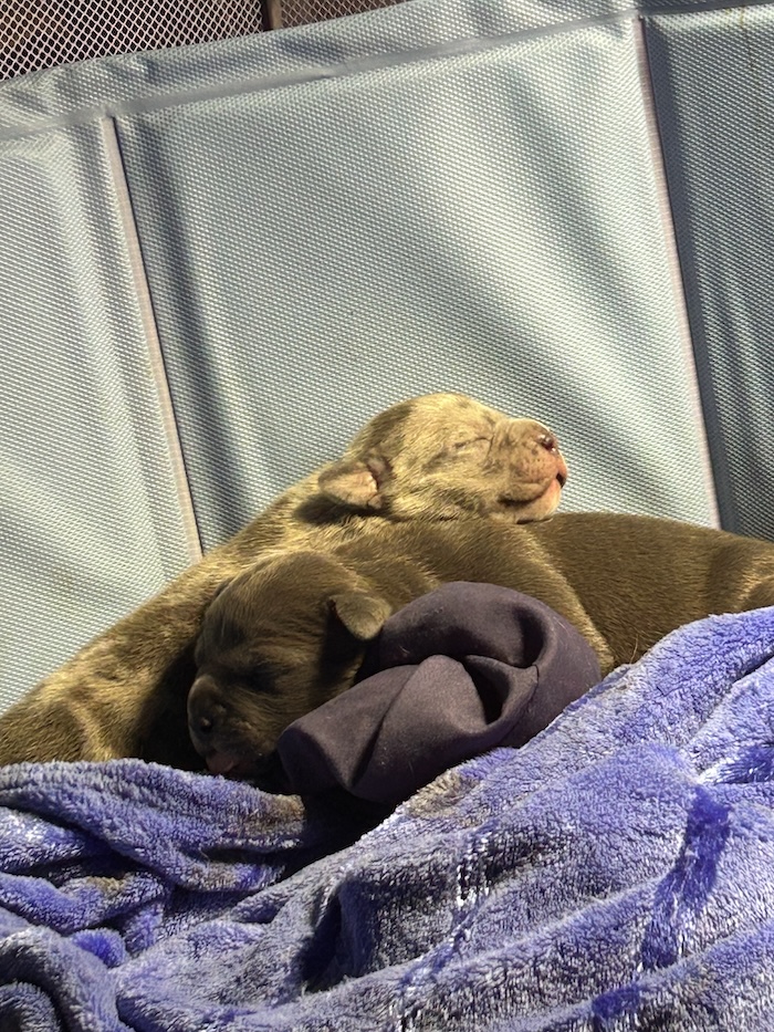 American Bully Puppy resting head on another