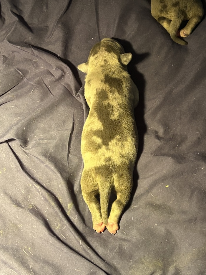 American Bully Puppy with legs stretched