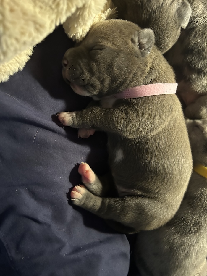 Little Bean American Bully