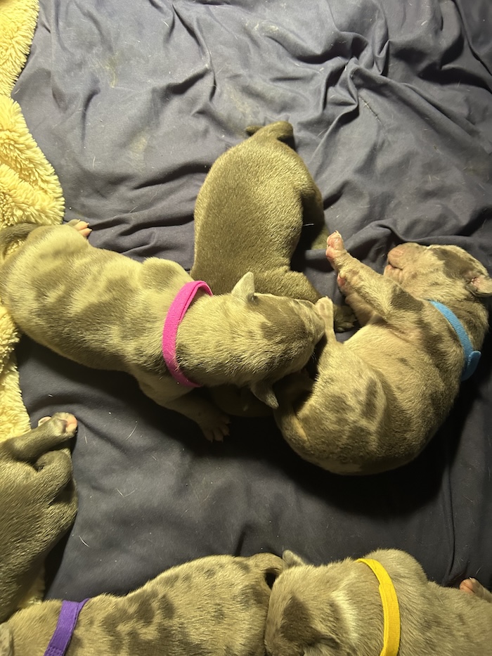 American Bully Merle puppies