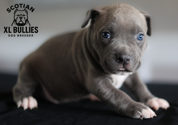 American XL Bully for sale