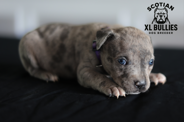 American XL Bully for sale