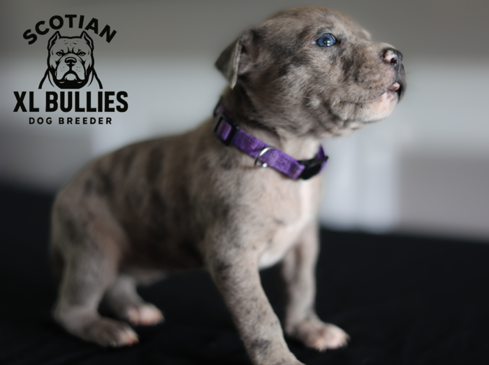 American XL Bully for sale