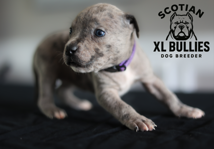 American XL Bully for sale