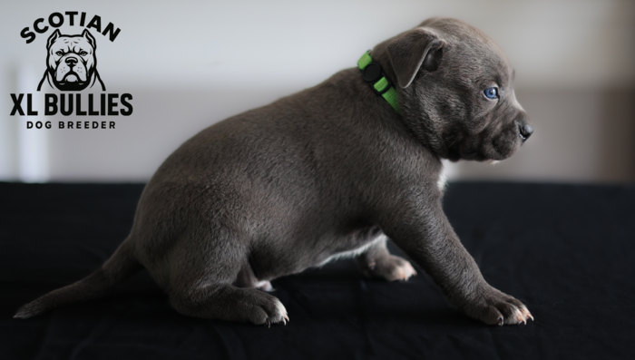 American XL Bully for sale