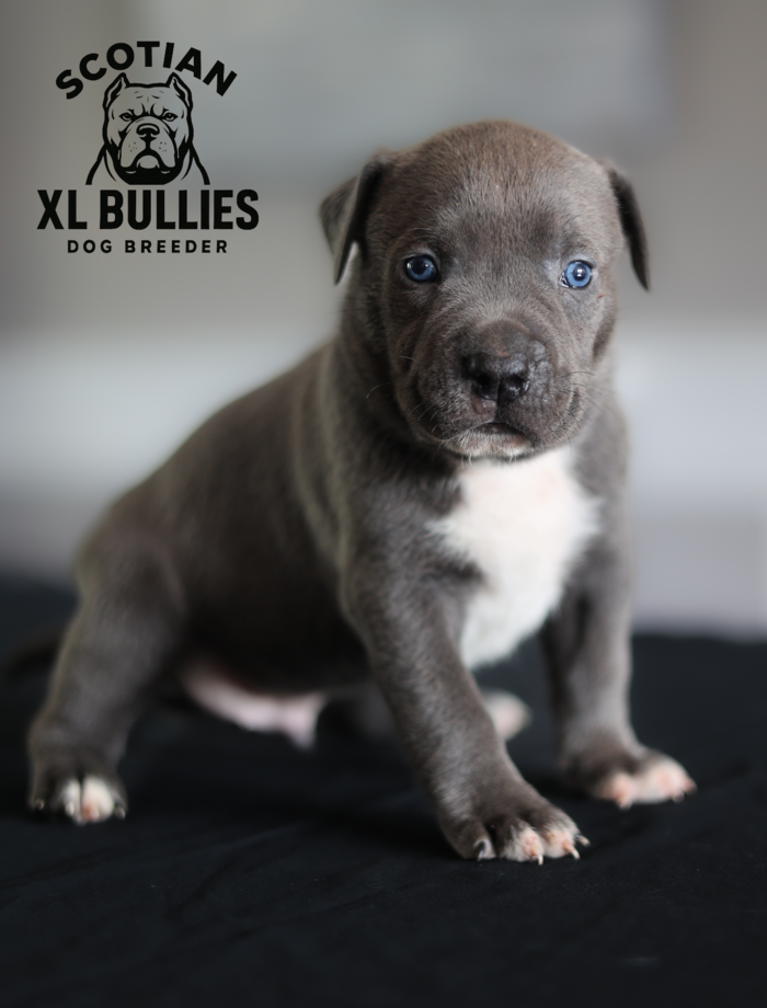 American XL Bully for sale